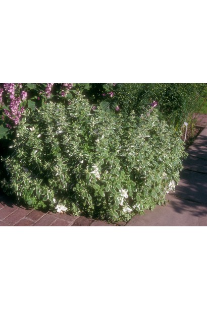 М’ята ананасна Варієгата в ландшафті